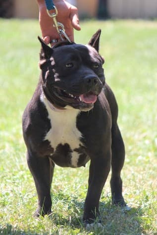 Bulldog Cartel's Bianca