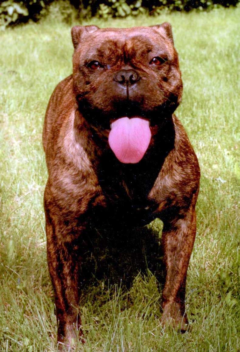 Bulldogworld's Fergalicious