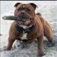 Bullforce Mr. Jones