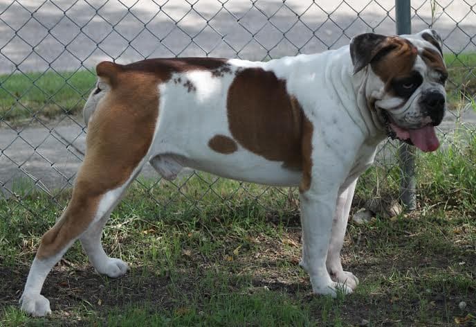 Bullistic Handsome Havoc