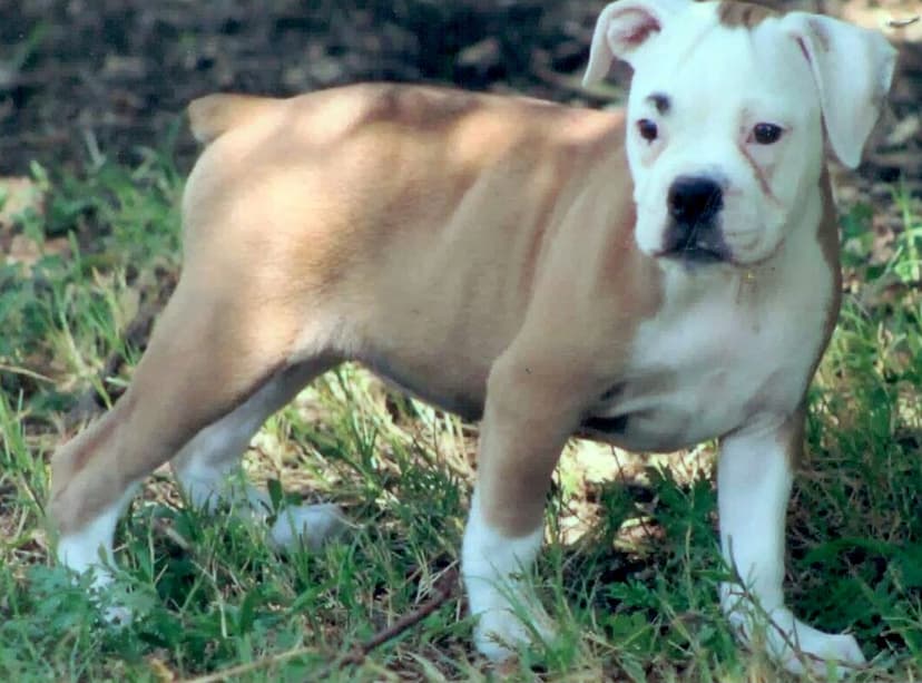 Bullistic's Beautimus