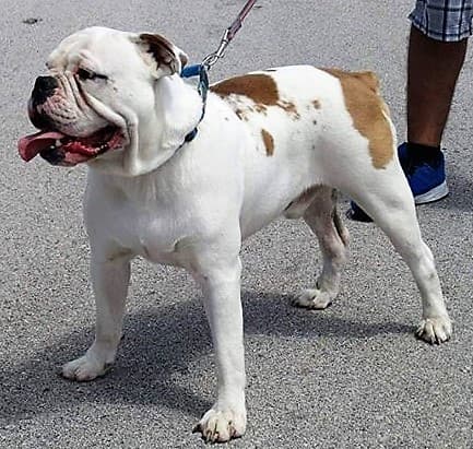 Bullistic Bryant's Diesel