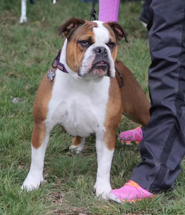 Bullistic's Daisy Gibson