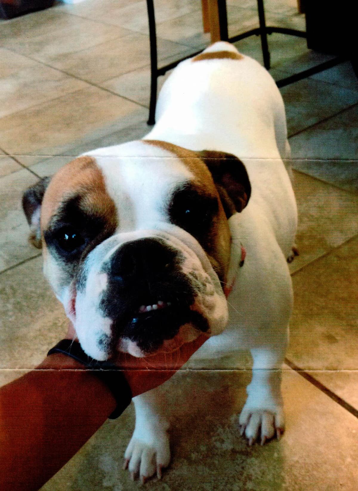 Bullistic's Gwendolyn Manzon