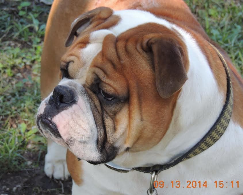 Bullistic's King Billy Clobber of Beefy Bulldogges