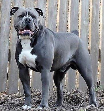 Bullistic's Kodiak