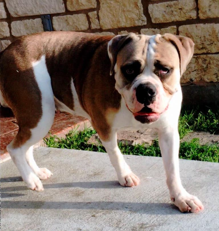 Bullistic's Matilda