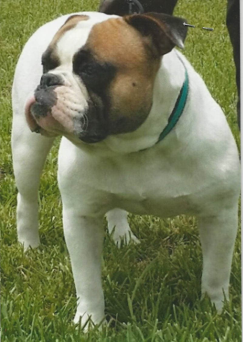 Bullistic's Maximus