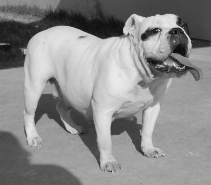 Bullistic's Meana Meltdown