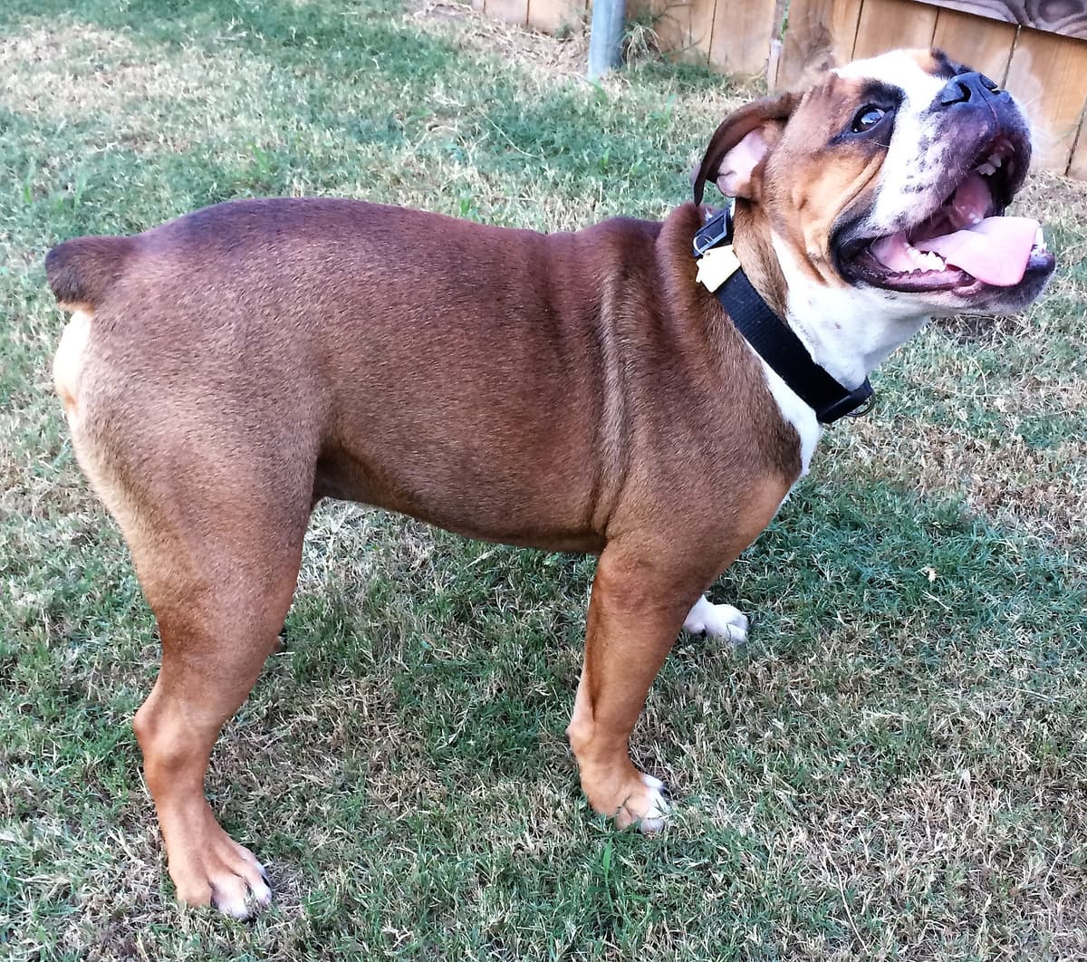 Bullistic's Sir Duke Hill