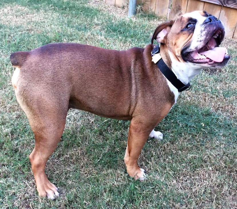 Bullistic's Sir Duke Hill