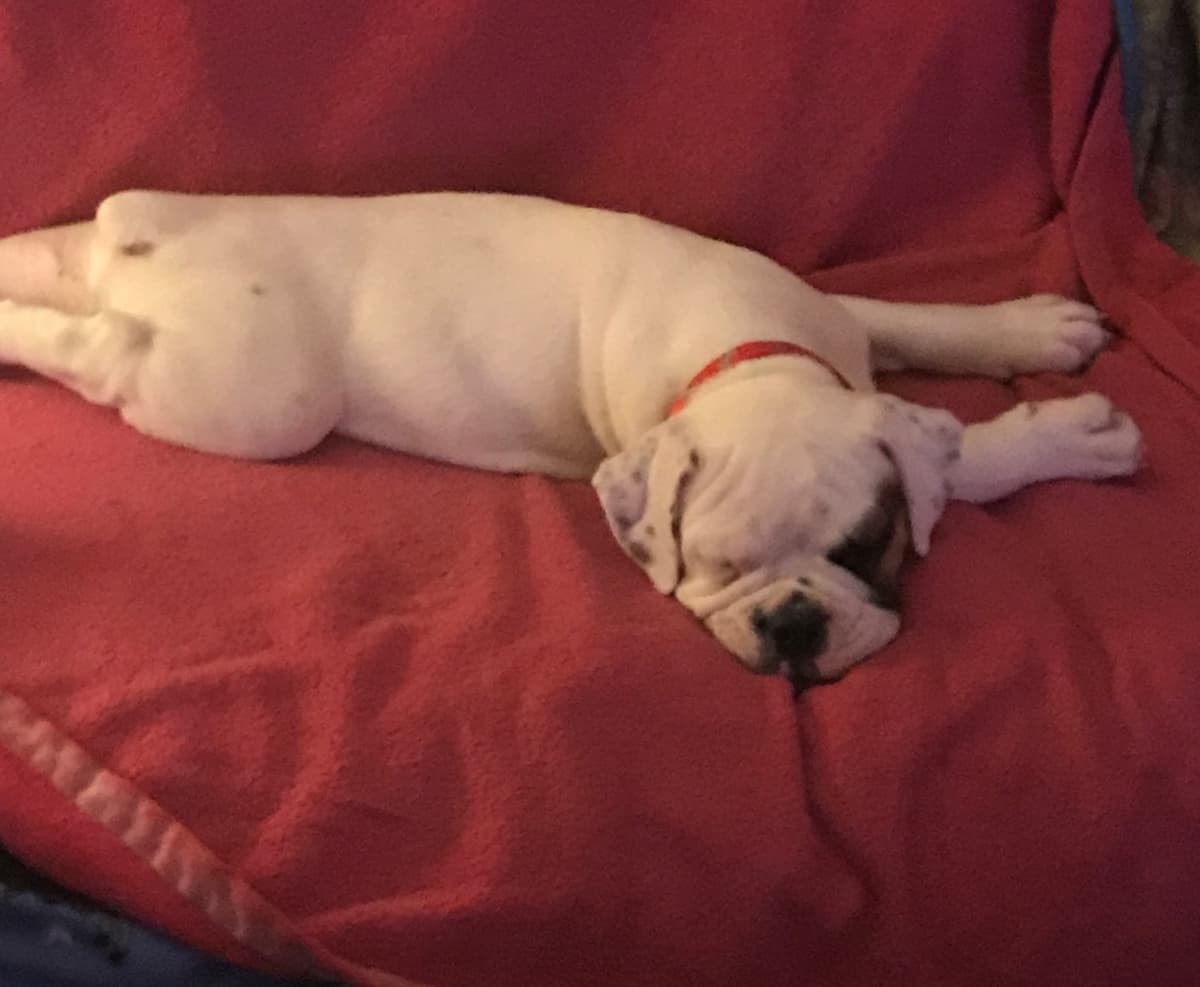 Bullistic's Sir Oddie Bear Davis