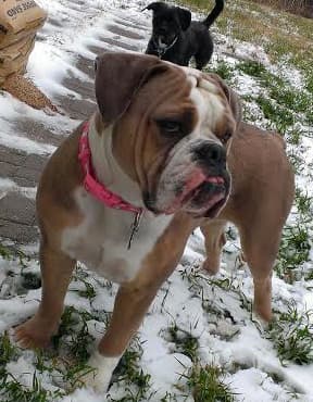 Bullistic's Zoey Perez