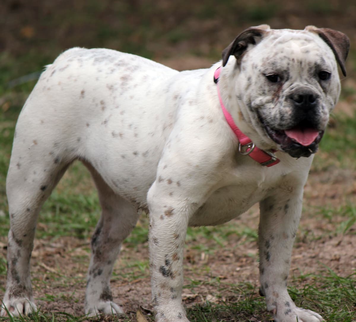 Bullnanza Bulldogges' Dottie