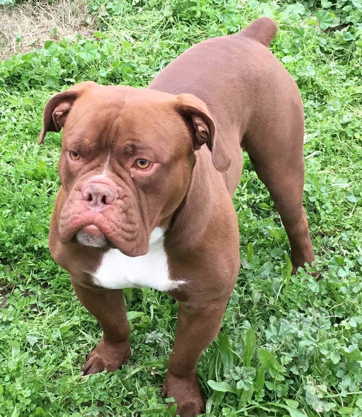 Bully Buddies Kona Boy