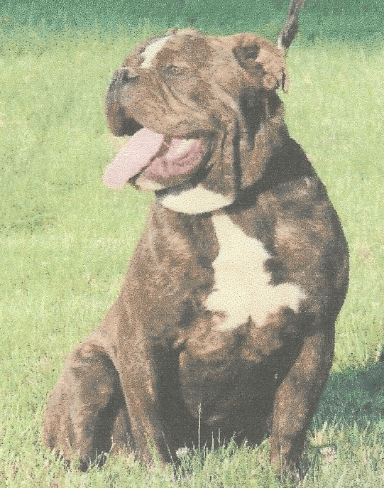 Bully Dawgs' Puppy A5