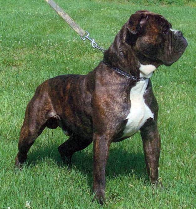 Bully Dawgs' Top Shelf