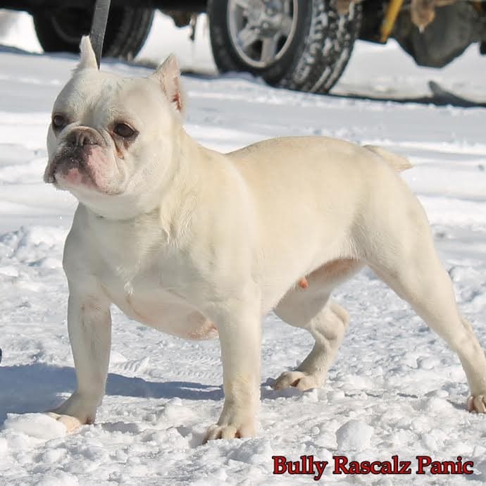 Bully Rascalz Panic