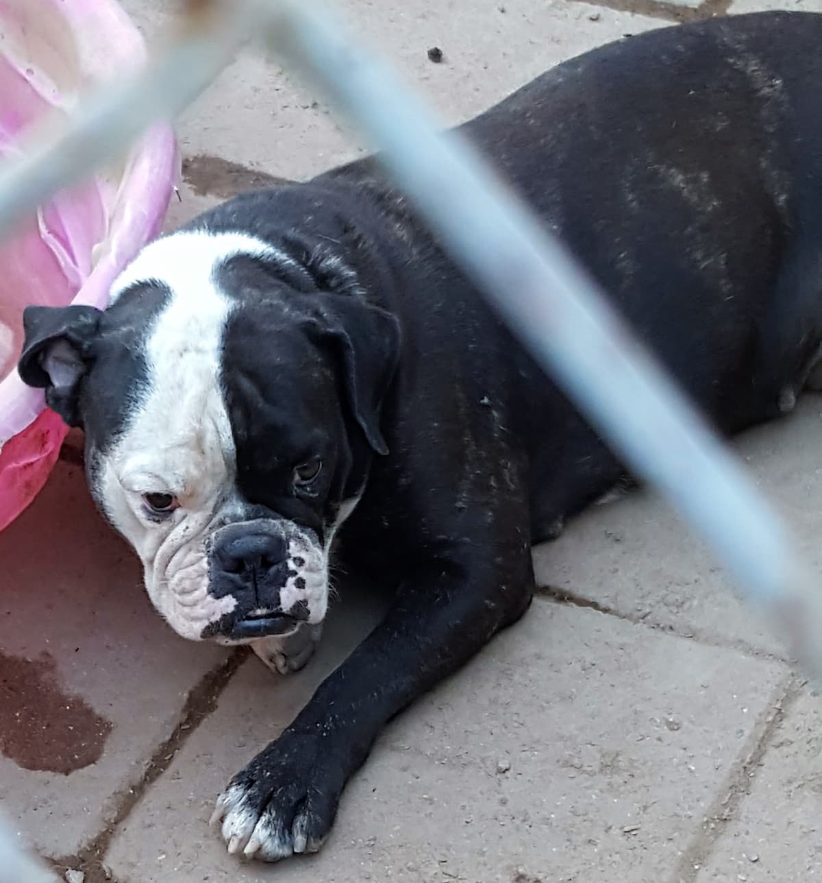 BW's Bella Bandit