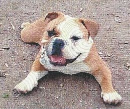 Cambulls' Napoleon