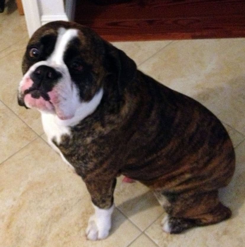 Castro's Elite Rocky