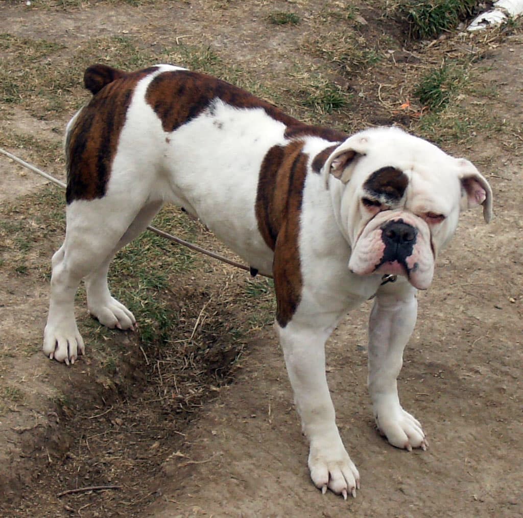 Cedar Hill's Rougan Ann