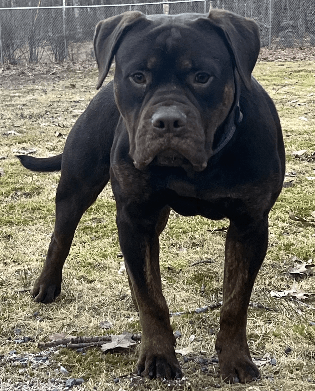 Cotton Hill Kennel Phantom Lord