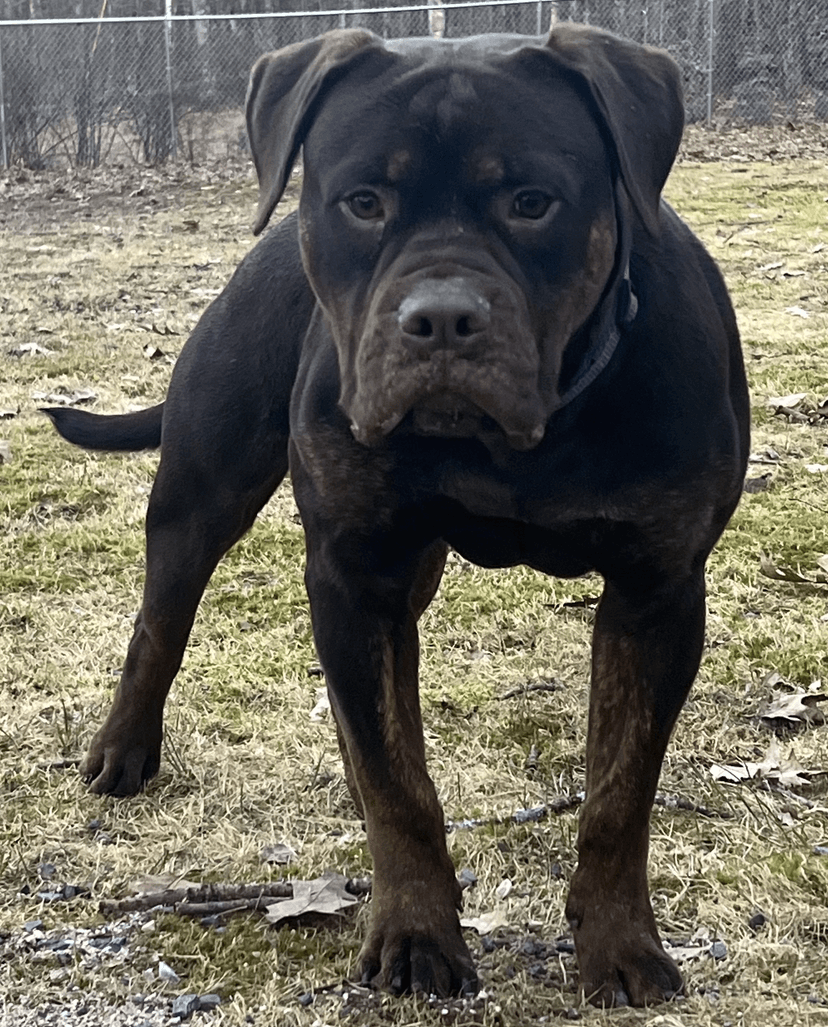 Cotton Hill Kennel Phantom Lord