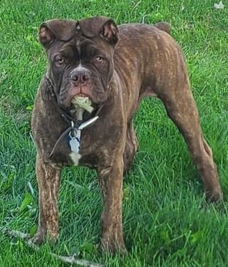 Clearbrook's Macho