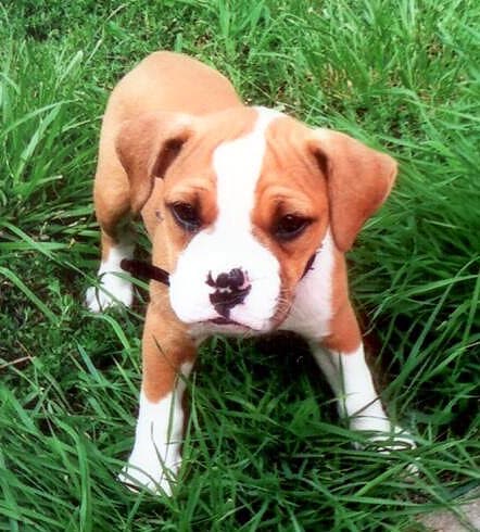OBK's Puppy E8