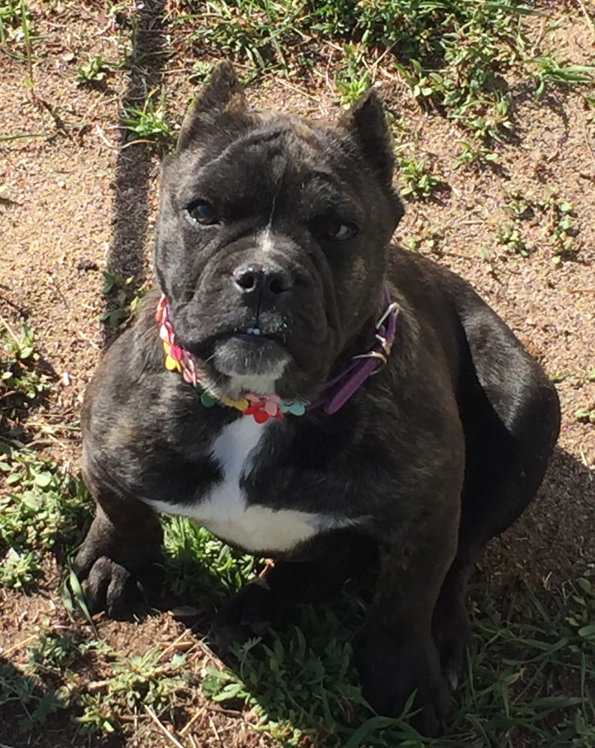 Coastline Bullies Anika Love