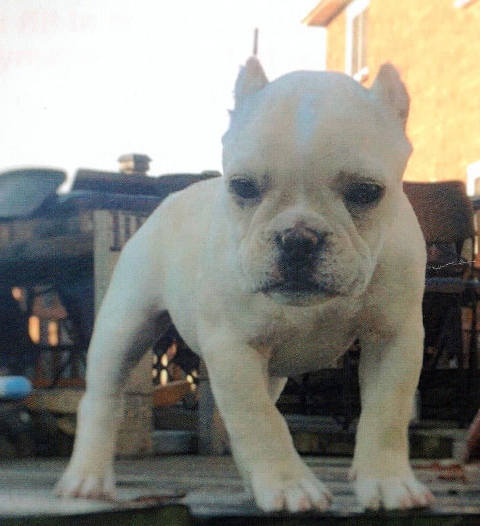 Coastline Bullies Boo Boo Bear
