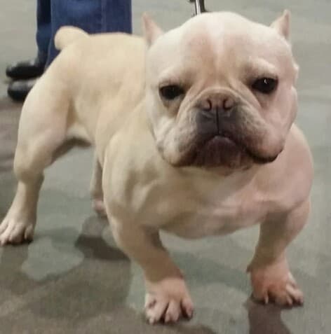 Coastline Bullies Puppy F1