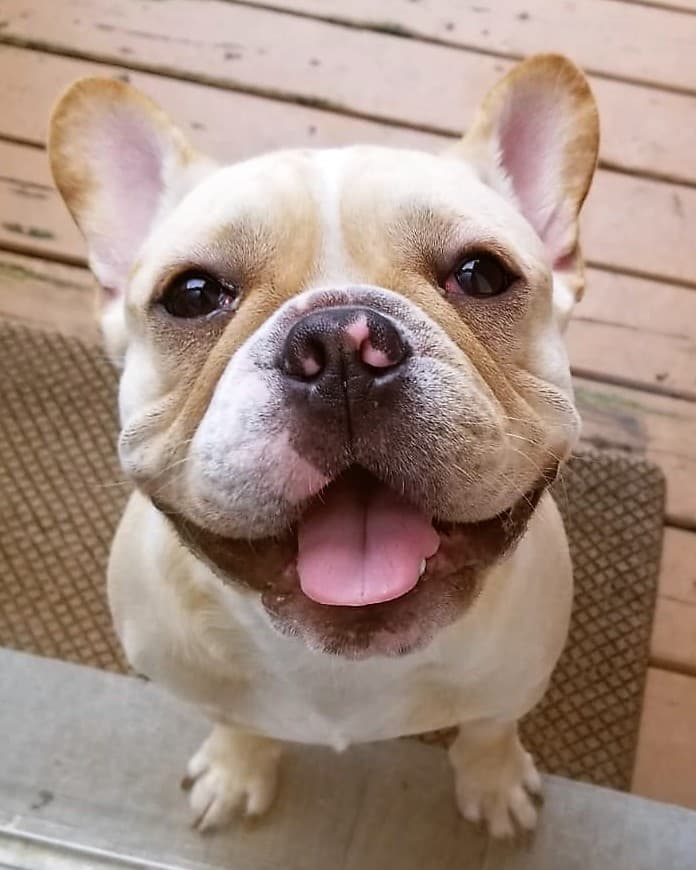 Coastline Bullies Kaino