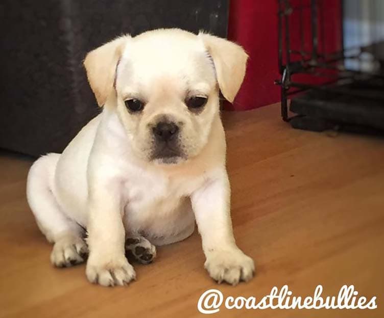 Coastline Bullies Maizi