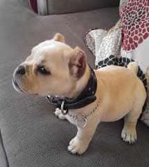 Coastline Bullies Miss Nahla Z @ NFB