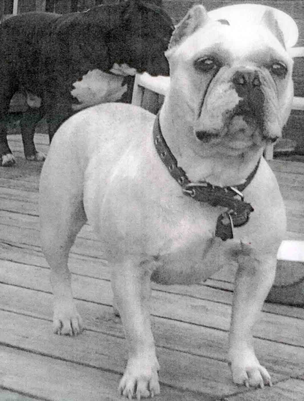 Coastline Bullies Nahla