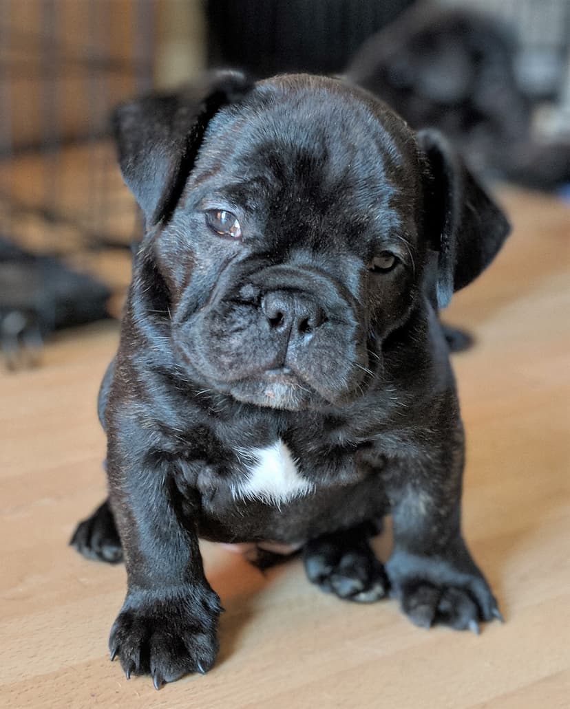 Anarchy's Puppy M2