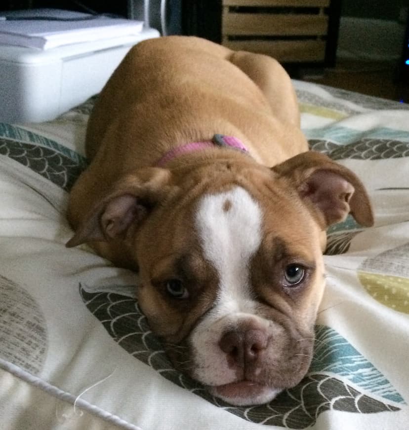 Coppinwood's Bella