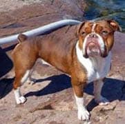 Coppinwood's Chip of Old School Bullies