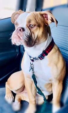 Coppinwood's Cora Belle Stella