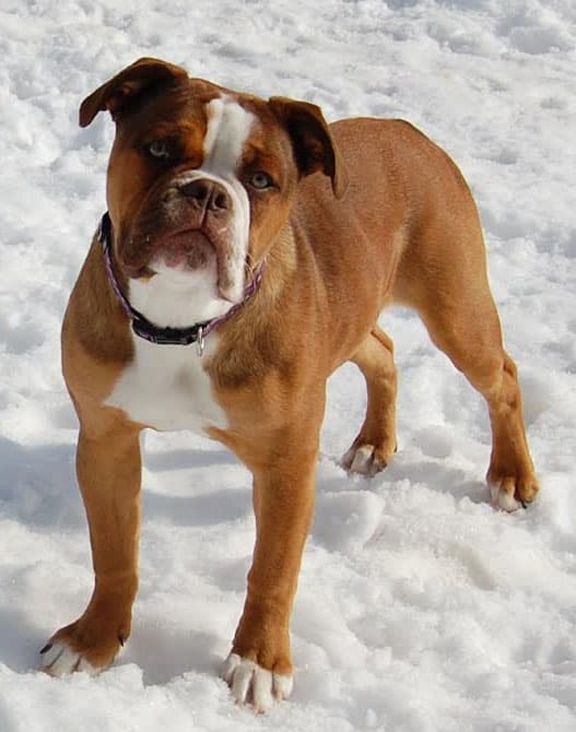 Coppinwood's Georgie Girl