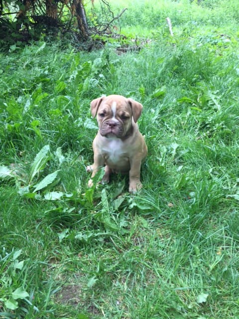 Coppinwood's Lola Keene/Hummel