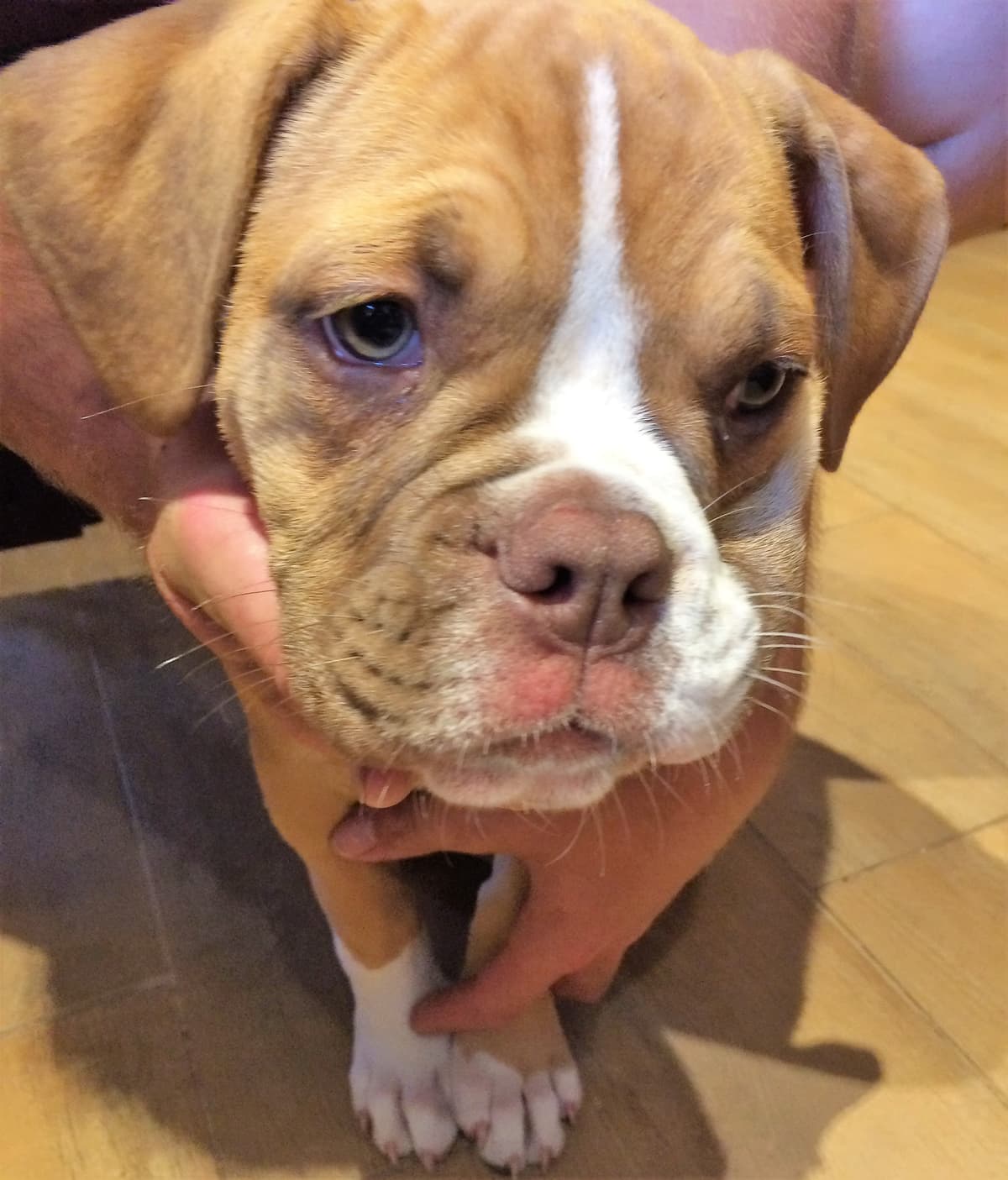 Coppinwood's Marlie