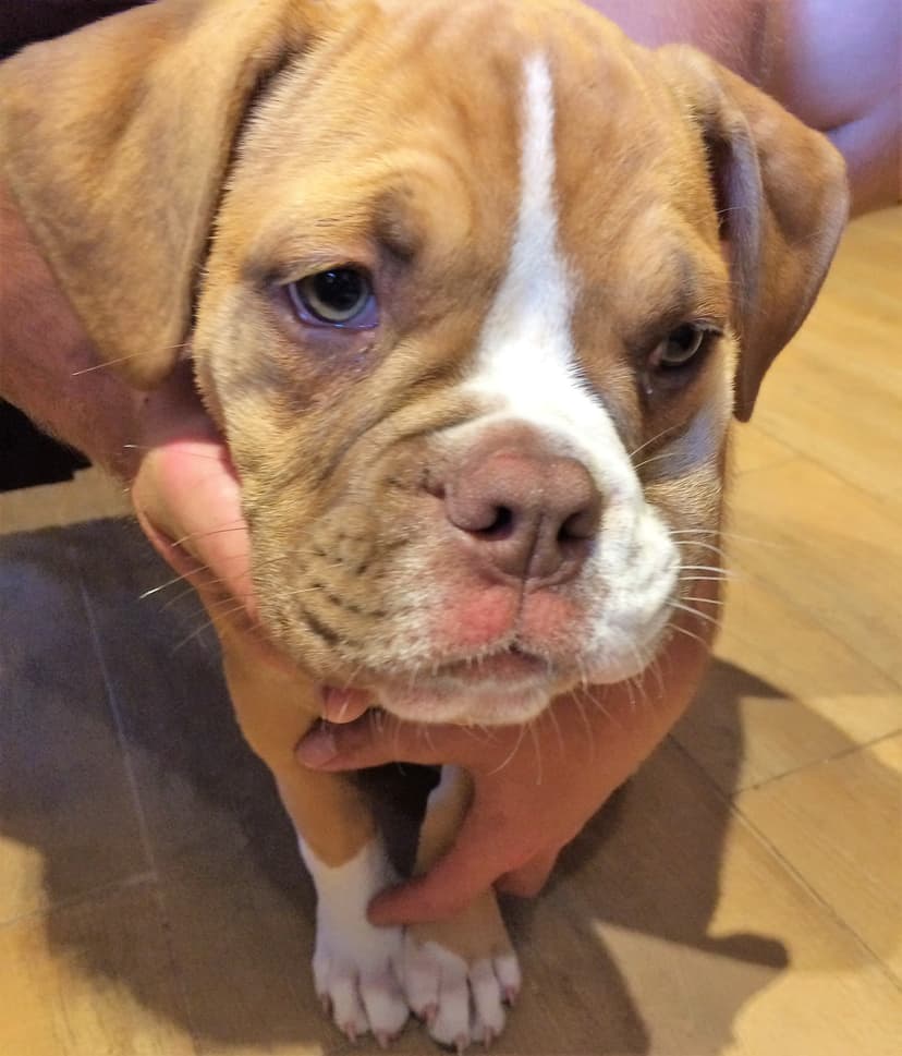 Coppinwood's Marlie