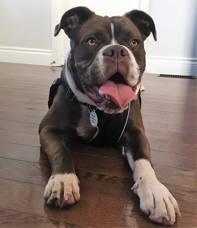 Coppinwood's Molly Mayfair