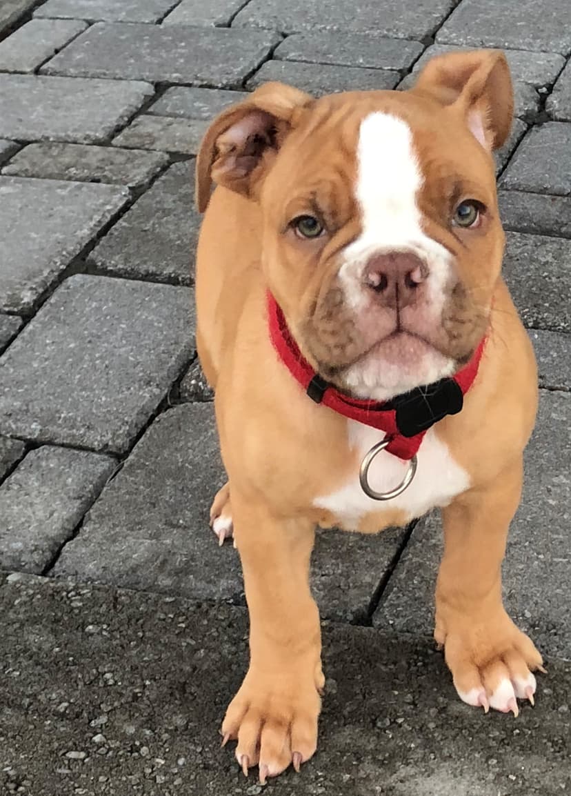 Coppinwood's Remington DeRoche
