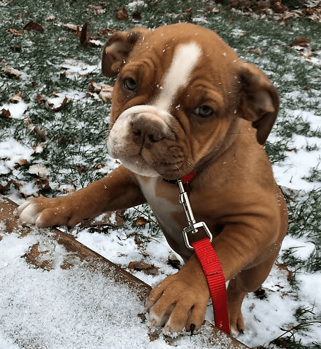 Coppinwood's Ripley