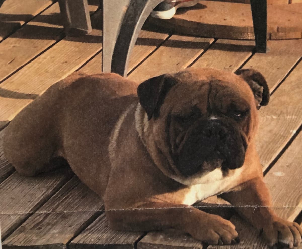 Corado Bulldogs' Chapo