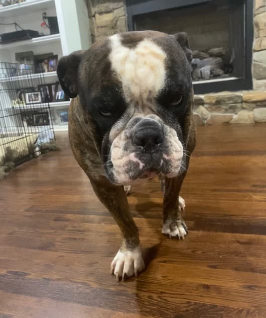 Crump's Lola May